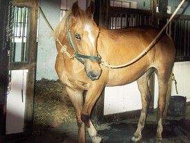 Ofelia lige ankommet juni 2005. 
Hun har næsten ingen muskler - og foderstanden er under middel.
